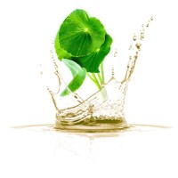 ladi-Centella-sentela-ladi